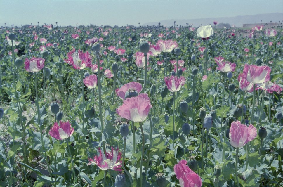 Poppy field, Afghanistan