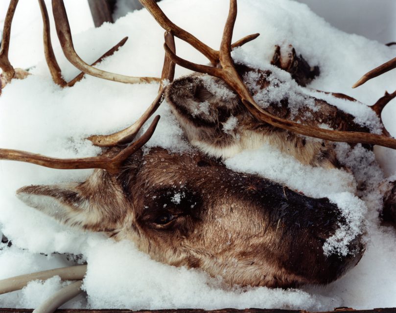 Two Caribou heads - The Last Days Of Shishmaref
