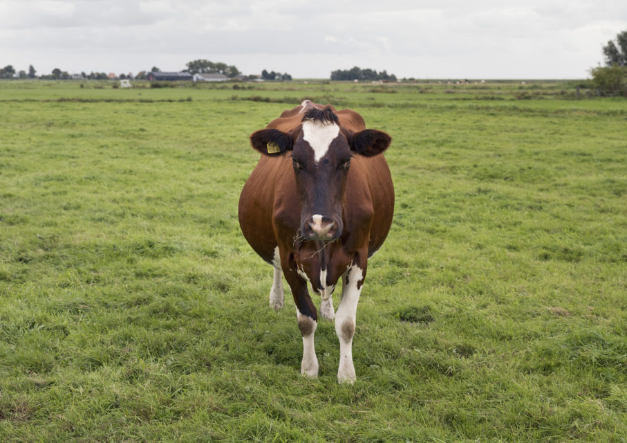 The New Dutch Cow -
Nellie 50, 87,5% Holstein Frysian, 12,5% MRY
Zuiderwoude (2017)