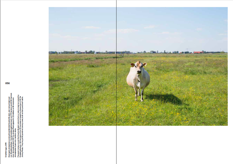 Pregnant Jersey Cow, Smallebrugge (2015) 
Spread from the book