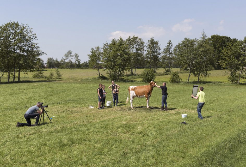 Photographing a cow, Damwoude (2015)