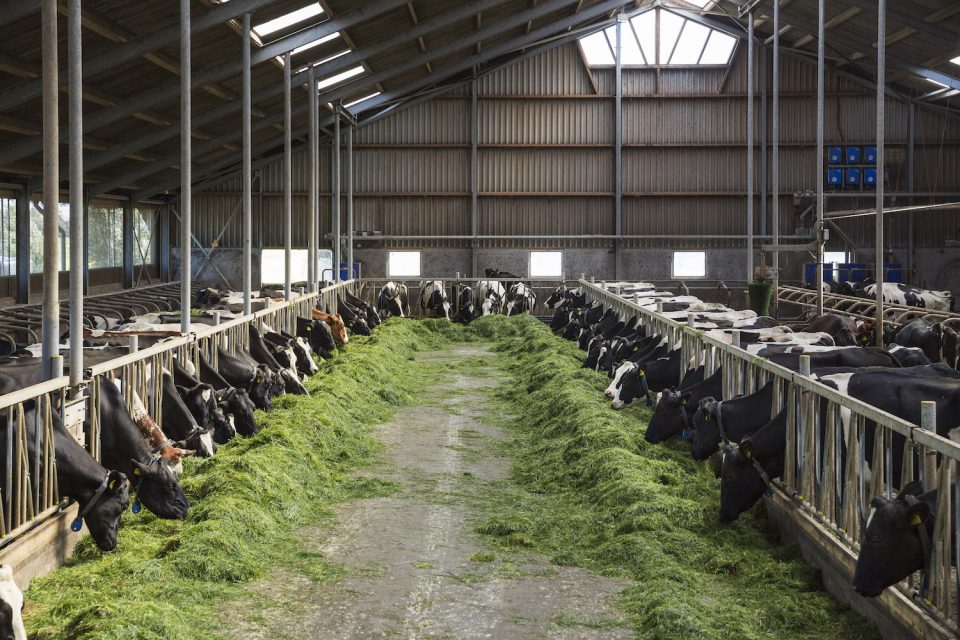 Grass in a barn, Heidenskip (2015)