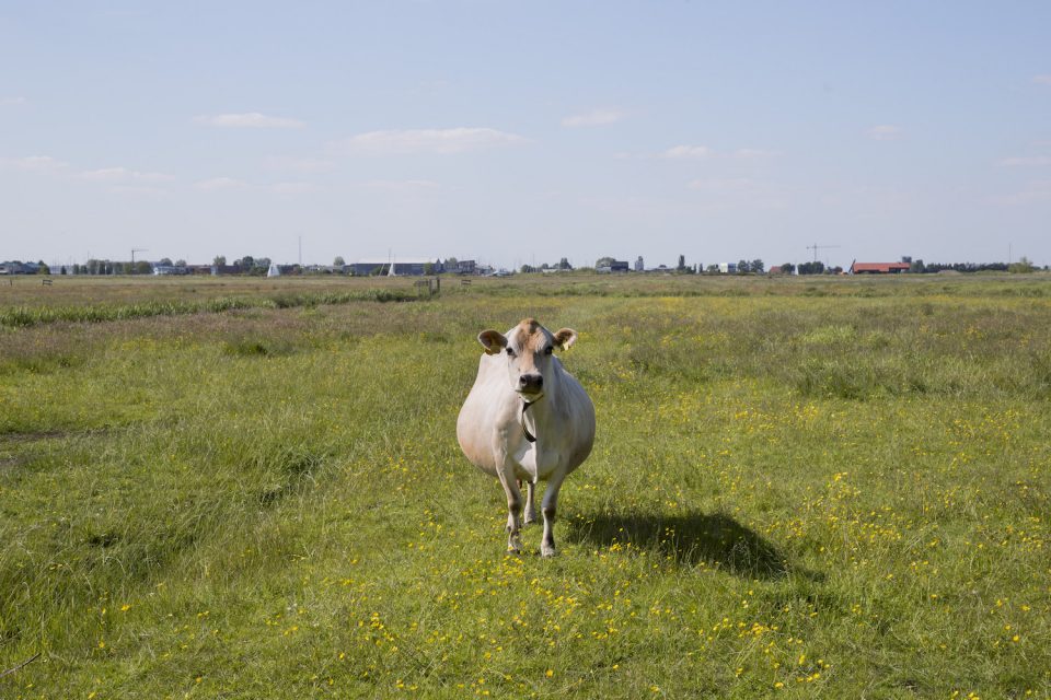 Pregnant Jersey cow, Smallebrugge (2015)