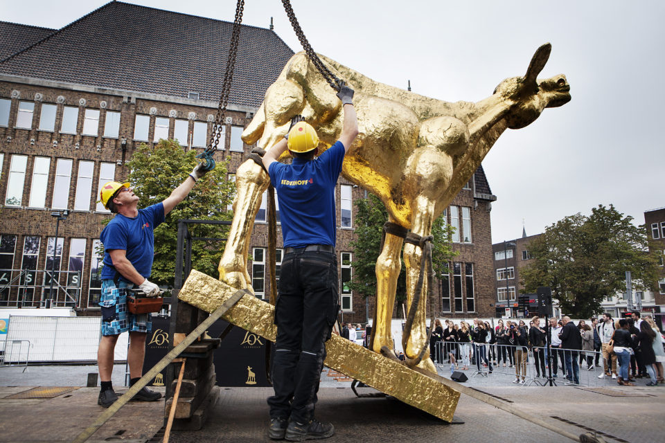 Placing the Golden Calf on Utrechts famous square 'De Neude'