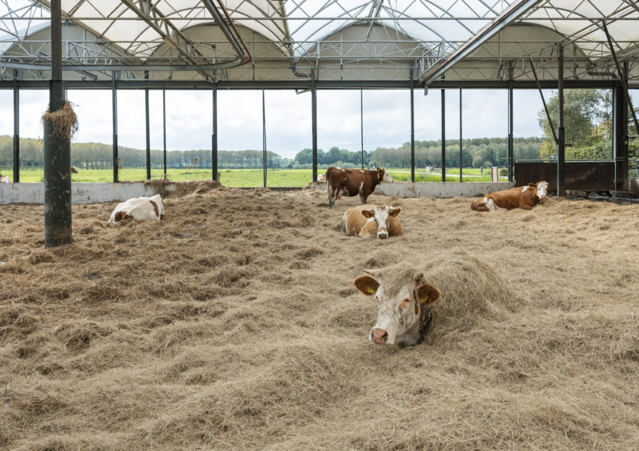 Hoeve Biesland, Delfgauw (2017) 
